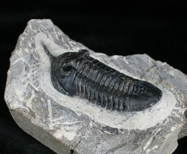 Bargain Morocconites Malladoides Trilobite #4101